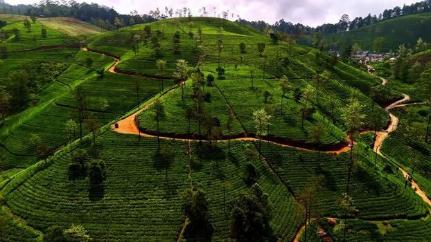 Aerial view of tea plantation in Sri Lanka.
