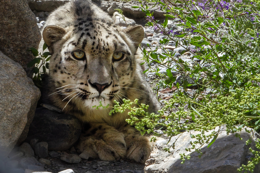 View of a snow leopard resting among rocky terrain and green vegetation in Lahaul and Spiti Himachal Pradesh India.