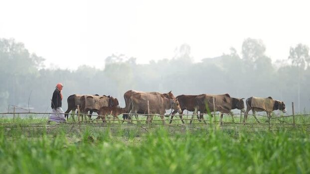 View of a farmer walking with cows in a misty field Bangladesh.