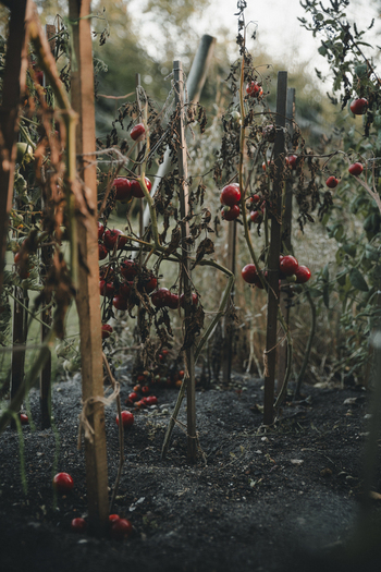 View of Vormsi tomato plants with ripe red fruit hanging from wooden stakes in a garden in Laane County Estonia.