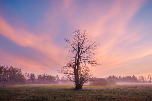 View of a lone tree standing in a misty field at sunset with a vibrant pink and orange sky in Kampinos National Park Masovian Voivodeship Poland.