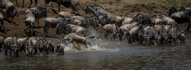 View of wildebeests crossing the River Mara in Narok County Kenya.