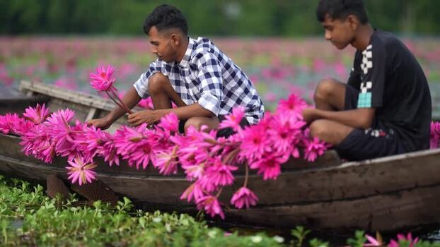 View of men harvesting pink water lilies in a boat Bangladesh. View of men harvesting pink water lilies in a boat Bangladesh.