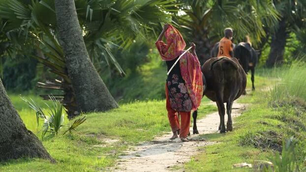 View of a woman walking with a cow on a rural path Bangladesh. View of a woman walking with a cow on a rural path Bangladesh.