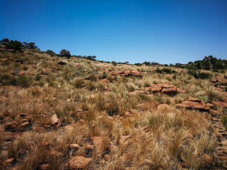 View of the rugged landscape at Mountain Sanctuary featuring dry golden grasses and scattered rock formations under a clear blue sky in Mooinooi North West South Africa. View of the rugged landscape at Mountain Sanctuary featuring dry golden grasses and scattered rock formations under a clear blue sky in Mooinooi North West South Africa.