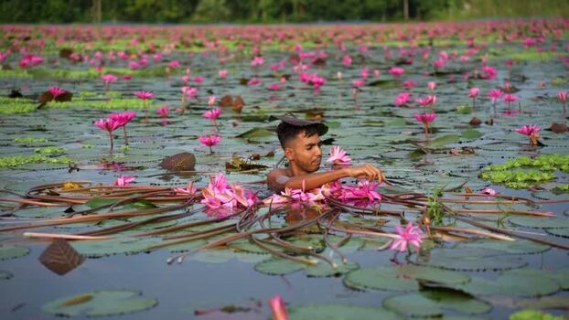 View of a man harvesting pink water lilies in a pond Bangladesh. View of a man harvesting pink water lilies in a pond Bangladesh.