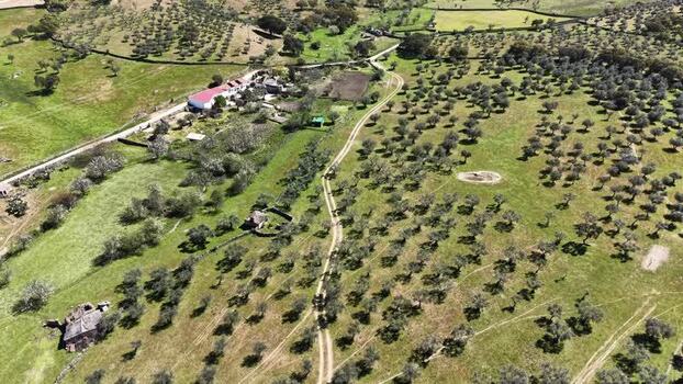 Aerial view of olive groves in Navas del Madro&ntilde;o Spain.
