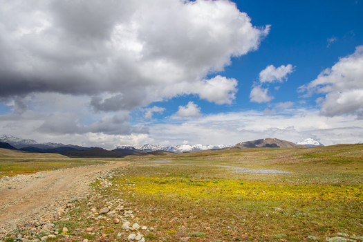 View of Deosai National Park with a dirt road winding through a vast plateau of yellow wildflowers and distant snow capped mountains Skardu Gilgit Pakistan. View of Deosai National Park with a dirt road winding through a vast plateau of yellow wildflowers and distant snow capped mountains Skardu Gilgit Pakistan.