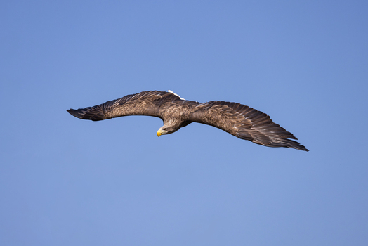View of a white tailed eagle soaring through a clear blue sky with its large wings fully spread in Selestat Grand Est France.