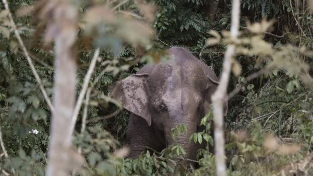 View of an elephant in dense jungle China.
