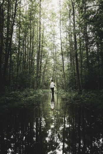 View of a person standing in a flooded forest path on Vormsi island with tall trees and lush green foliage reflected in the calm water Laane County Estonia. View of a person standing in a flooded forest path on Vormsi island with tall trees and lush green foliage reflected in the calm water Laane County Estonia.