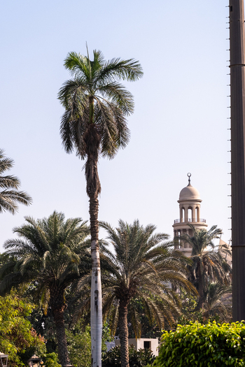 View of tall palm trees sway gently against the backdrop of a mosque minaret under a clear sky creating a serene urban oasis Zamalek Cairo Governorate Egypt. View of tall palm trees sway gently against the backdrop of a mosque minaret under a clear sky creating a serene urban oasis Zamalek Cairo Governorate Egypt.