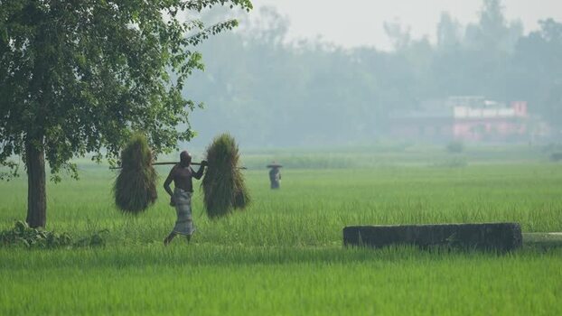 View of a farmer carrying harvested crops in Bogura Bangladesh.