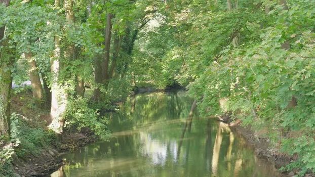 View of a peaceful stream in a lush forest in Czechia.