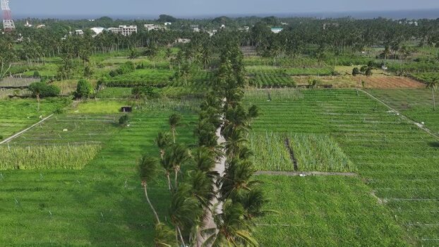 Aerial view of lush agricultural fields and palm trees Maldives. Aerial view of lush agricultural fields and palm trees Maldives.