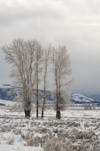 View of frost covered trees in a snowy landscape at Yellowstone National Park in the United States.