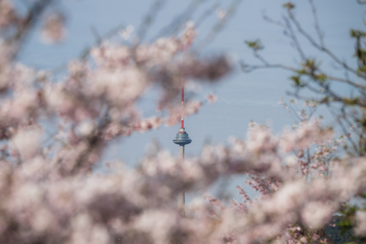 View of the Vilnius TV Tower framed by blooming pink cherry blossoms under a clear blue sky in Vilnius Vilnius County Lithuania. View of the Vilnius TV Tower framed by blooming pink cherry blossoms under a clear blue sky in Vilnius Vilnius County Lithuania.
