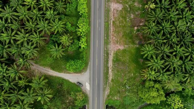 Aerial view of Llorona Palm Fields and a road Costa Rica.
