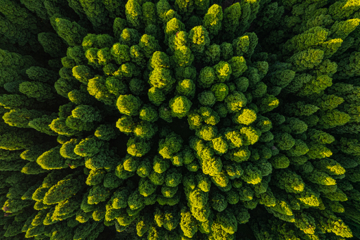 Aerial view of a dense coniferous forest with lush green treetops illuminated by golden sunlight in Nepal.