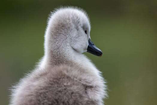 View of a fluffy grey cygnet with soft downy feathers looking sideways against a blurred green natural background in Mulhouse Grand Est France.