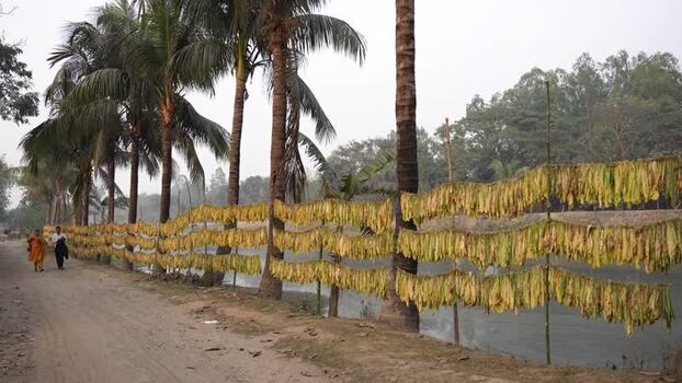 View of tobacco leaves hanging to dry in Ramu Bangladesh.