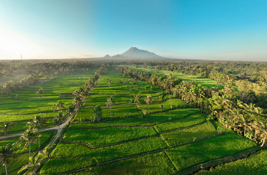 Aerial view of the lush green rice terraces of Cancangan with rows of palm trees and Mount Merapi in the distance Kecamatan Cangkringan Daerah Istimewa Yogya Indonesia. Aerial view of the lush green rice terraces of Cancangan with rows of palm trees and Mount Merapi in the distance Kecamatan Cangkringan Daerah Istimewa Yogya Indonesia.