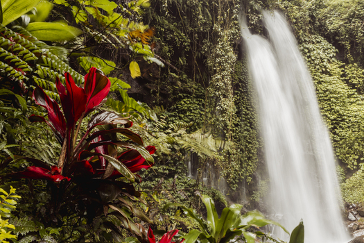 View of Grojogan Sewu waterfall cascading through lush tropical jungle with vibrant red Cordyline leaves and dense green ferns in Kecamatan Tawangmangu Jawa Tengah Indonesia.