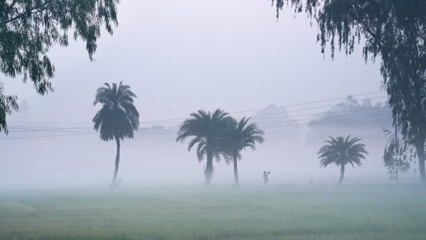 View of palm trees in the mist in Bogura Bangladesh. View of palm trees in the mist in Bogura Bangladesh.