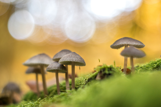 View of small mushrooms growing on a vibrant green mossy forest floor with a soft focus autumn background Debrzno Pomeranian Voivodeshi Poland. View of small mushrooms growing on a vibrant green mossy forest floor with a soft focus autumn background Debrzno Pomeranian Voivodeshi Poland.