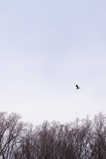 AAB_A455994 AAB_A455994