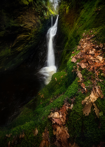 View of a waterfall cascading through a mossy rocky gorge with fallen autumn leaves on the forest floor County Wicklow Ireland. View of a waterfall cascading through a mossy rocky gorge with fallen autumn leaves on the forest floor County Wicklow Ireland.