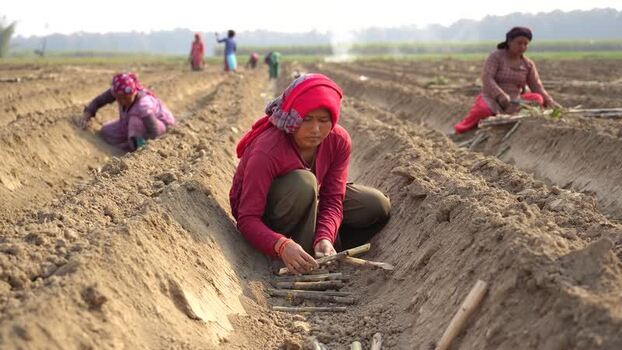 View of women planting crops in a field Nepal. View of women planting crops in a field Nepal.
