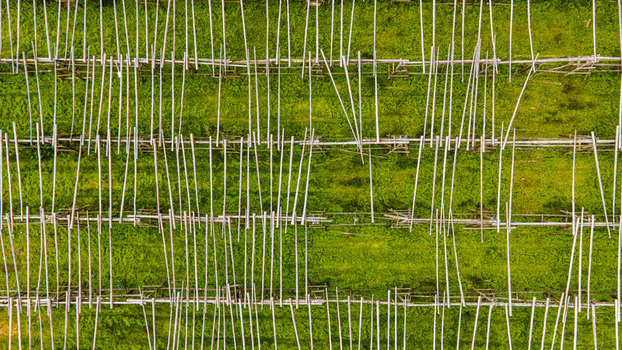 Aerial view of a fish drying facility with wooden racks arranged in rows over a green field in Hafnarfjordur Hafnarfjardarkaupstad Iceland. Aerial view of a fish drying facility with wooden racks arranged in rows over a green field in Hafnarfjordur Hafnarfjardarkaupstad Iceland.
