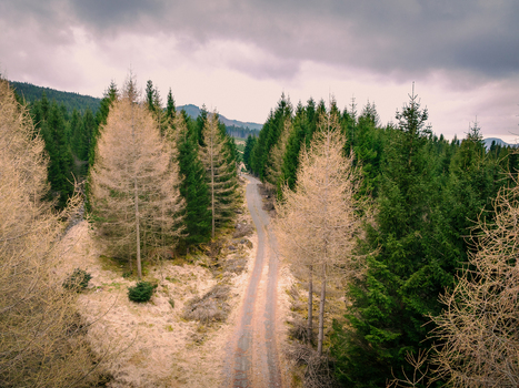 Aerial view of a dirt road winding through a dense forest with a mix of green coniferous trees and light colored dormant trees under a cloudy sky in Rogaland Norway.