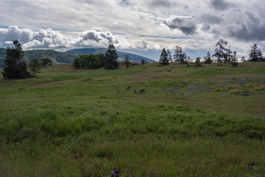 View of deer grazing in a grassy meadow with wildflowers rolling hills and distant mountains under a cloudy sky in Hood River Oregon United States.