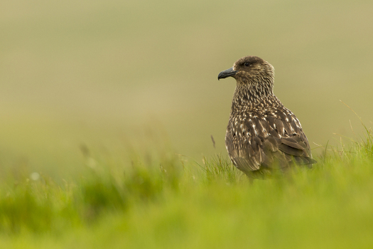 View of a Great Skua also known as a Bonxie standing in the green grass of the Shetland Islands Shetland Scotland United Kingdom. View of a Great Skua also known as a Bonxie standing in the green grass of the Shetland Islands Shetland Scotland United Kingdom.