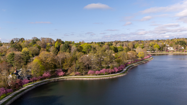 Aerial view of Brookline Reservoir with pink flowering trees lining a curved walking path lush spring foliage and suburban houses under a blue sky Brookline Massachusetts United States. Aerial view of Brookline Reservoir with pink flowering trees lining a curved walking path lush spring foliage and suburban houses under a blue sky Brookline Massachusetts United States.
