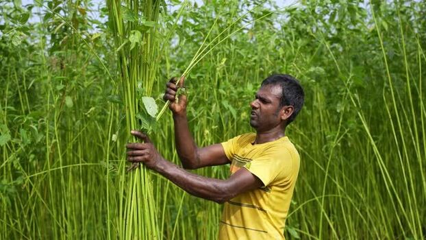 View of a farmer harvesting jute plants in a green field Bangladesh.