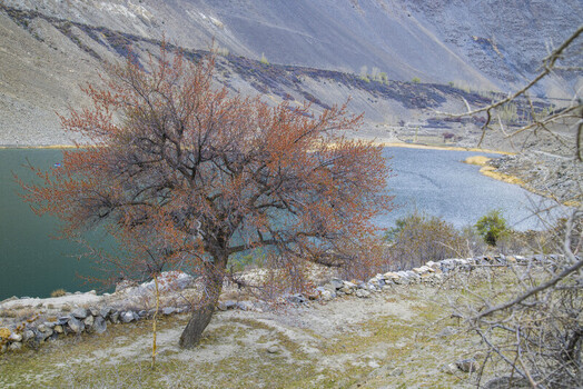 View of a blossoming tree with orange flowers overlooking a turquoise lake and steep rocky mountain slopes in Gilgit Baltistan Pakistan.