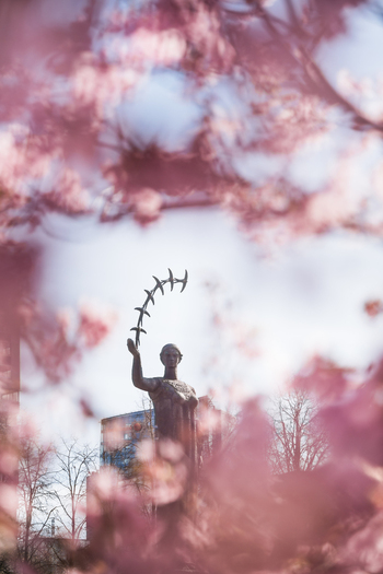 View of the First Swallows statue framed by pink cherry blossoms under a clear sky in Vilnius Vilnius County Lithuania. View of the First Swallows statue framed by pink cherry blossoms under a clear sky in Vilnius Vilnius County Lithuania.