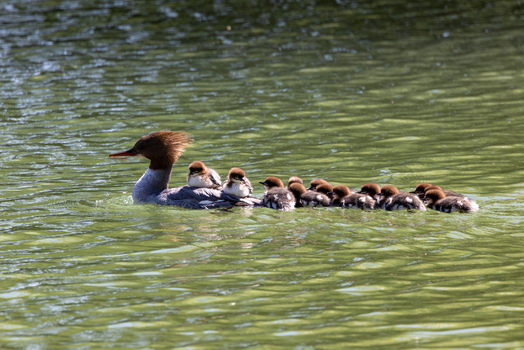 View of a female common merganser swimming on a pond with several ducklings on her back and following behind Mulhouse Grand Est France.