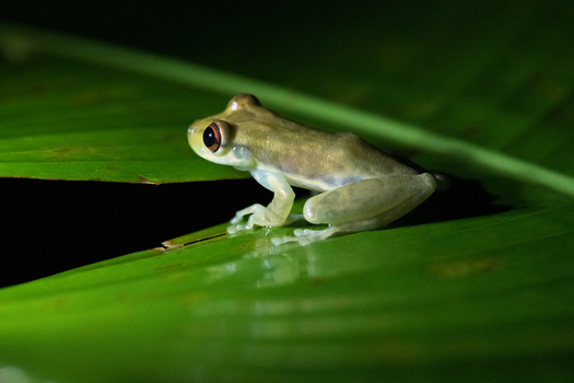 View of a small frog perched on a vibrant green leaf in the rainforest of Costa Rica. View of a small frog perched on a vibrant green leaf in the rainforest of Costa Rica.