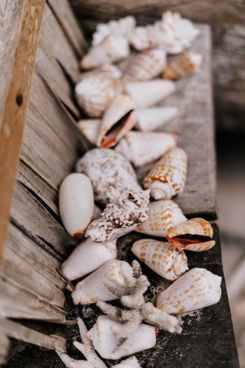 View of a collection of diverse seashells and white coral fragments arranged on a weathered wooden plank in Raja Ampat Southwest Papua Indonesia. View of a collection of diverse seashells and white coral fragments arranged on a weathered wooden plank in Raja Ampat Southwest Papua Indonesia.