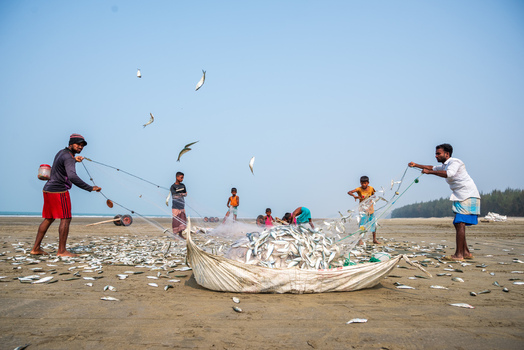 Teknaf Bangladesh 10 March 2026 View of fishermen hauling in a net teeming with silver fish on the sandy shore birds soaring above under the clear blue sky.