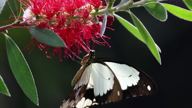 View of a butterfly on a red bottlebrush flower France.