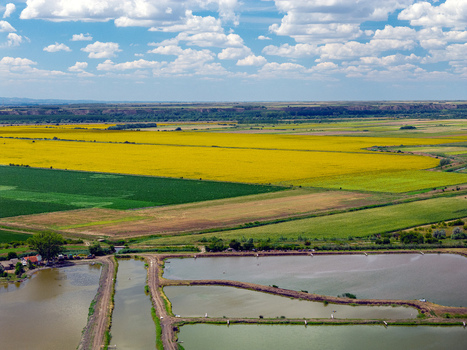 Aerial view of fish ponds and vibrant yellow sunflower fields under a bright blue sky with fluffy white clouds in the rural landscape of Belo Blato Vojvodina Serbia.