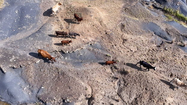 Aerial view of a herd of cattle walking across a rugged and rocky landscape with dry earth and sparse vegetation OR Tambo District Municipality Eastern Cape South Africa. Aerial view of a herd of cattle walking across a rugged and rocky landscape with dry earth and sparse vegetation OR Tambo District Municipality Eastern Cape South Africa.