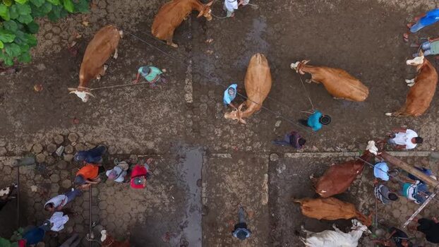 Aerial view of cows and traders at Animal Market Prambanan Indonesia. Aerial view of cows and traders at Animal Market Prambanan Indonesia.