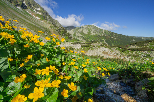 View of yellow wildflowers blooming by a mountain stream at Razcestie pod Hrubou Kopou in the Western Tatras under a blue sky Ziar Zilina Region Slovakia. View of yellow wildflowers blooming by a mountain stream at Razcestie pod Hrubou Kopou in the Western Tatras under a blue sky Ziar Zilina Region Slovakia.