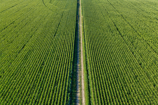 Aerial view of a vibrant green cornfield divided by a straight dirt path under bright sunlight in Hombourg Grand Est France. Aerial view of a vibrant green cornfield divided by a straight dirt path under bright sunlight in Hombourg Grand Est France.